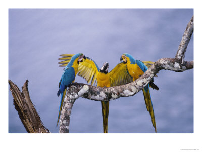 Blue And Yellow Macaw, Family, Peruvian Amazon by Mark Jones Pricing Limited Edition Print image