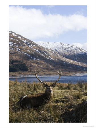 Highland Red Deer, Stag Laying In Grass With Mountainous Backdrop, The Highlands, Scotland by Elliott Neep Pricing Limited Edition Print image