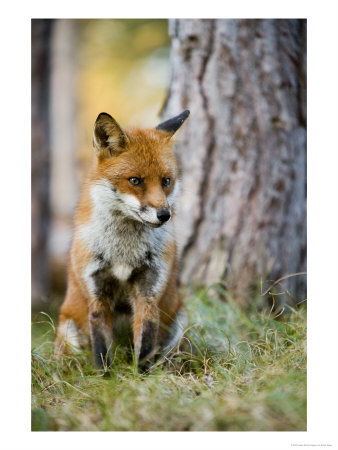 Red Fox, Sitting In Grass Next To Pine Tree, Lancashire, Uk by Elliott Neep Pricing Limited Edition Print image