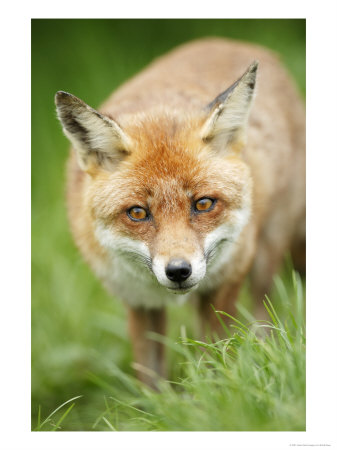Red Fox, Portrait Of Red Fox In Long Green Grass, Sussex, Uk by Elliott Neep Pricing Limited Edition Print image