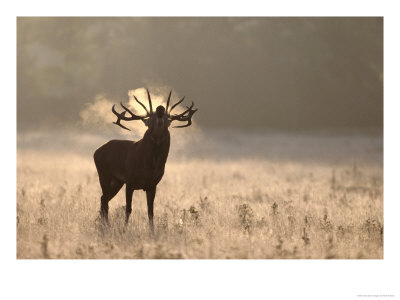 Red Deer, Stag Roaring On Frosty Morning by Mark Hamblin Pricing Limited Edition Print image