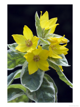 Lysimachia Punctata Alexander by Geoff Kidd Pricing Limited Edition Print image