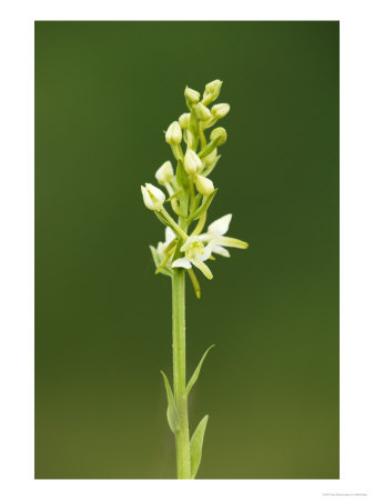 Lesser Butterfly Orchid, Aston Rowant National Nature Reserve, Uk by Elliott Neep Pricing Limited Edition Print image