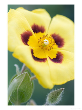 Halimium Lasianthum In Flower by Geoff Kidd Pricing Limited Edition Print image