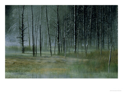 Pines & Reeds In Mist, Yellowstone National Park, Usa by Mark Hamblin Pricing Limited Edition Print image