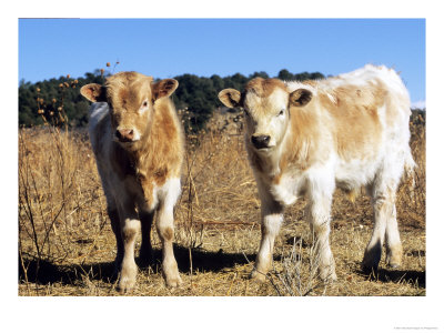 Texas Longhorn, Calves, Colorado, Usa by Philippe Henry Pricing Limited Edition Print image