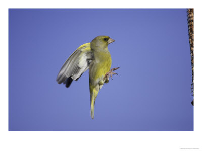 Greenfinch, Adult Male In Flight, Scotland by Mark Hamblin Pricing Limited Edition Print image