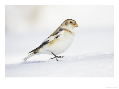 Snow Bunting, Adult Male, Scotland by Mark Hamblin Pricing Limited Edition Print image