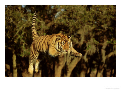 Bengal Tiger, Panthera Tigris Leaping by Alan And Sandy Carey Pricing Limited Edition Print image