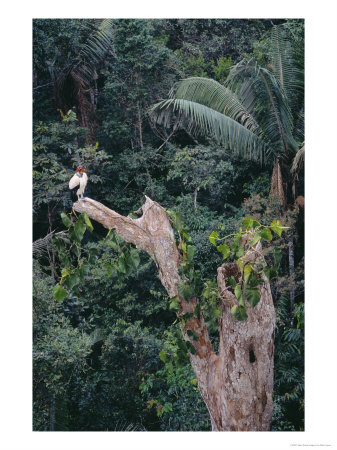 King Vulture, Attending Nest, Tambopata River, Peruvian Amazon by Mark Jones Pricing Limited Edition Print image