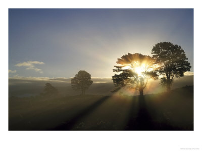 Scots Pine, Sunbeams At Sunrise Through Trees, Scotland by Mark Hamblin Pricing Limited Edition Print image