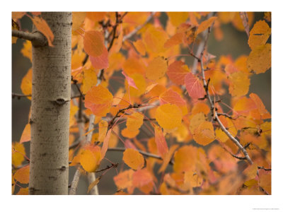 Populus Tremula, Aspen With Stunning Red Autumn Foliage by Bob Gibbons Pricing Limited Edition Print image