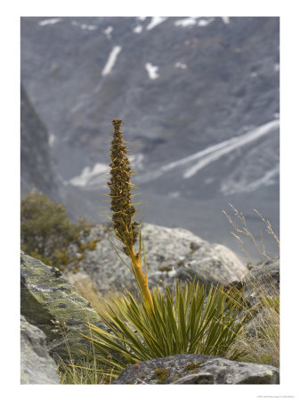 Aciphylla Aurea In The Hooker Valley, South Island, New Zealand by Bob Gibbons Pricing Limited Edition Print image
