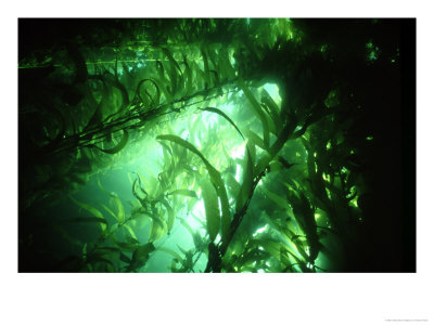 Giant Kelp Forest, California, Usa by Tammy Peluso Pricing Limited Edition Print image