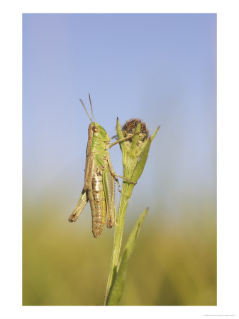 Meadow Grasshopper, Male Resting On Flower Head, Uk by Mark Hamblin Pricing Limited Edition Print image