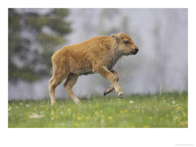 Bison, Young Calf Running Across Open Meadow In Snow Shower, Usa by Mark Hamblin Pricing Limited Edition Print image
