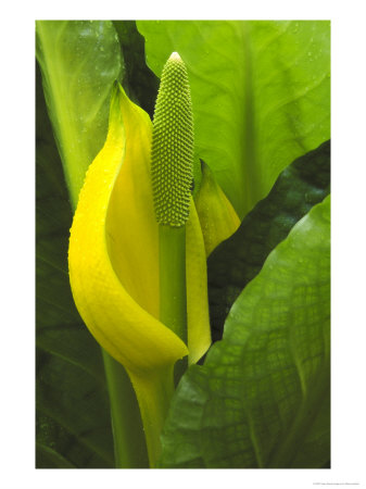 Skunk Cabbage, Close-Up Of Flower Spike by Mark Hamblin Pricing Limited Edition Print image