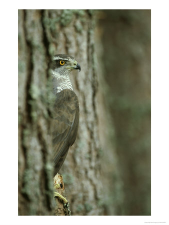 Goshawk, Peering From Between Trees by Mark Hamblin Pricing Limited Edition Print image