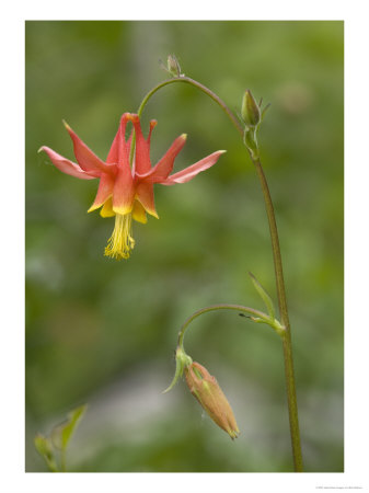 Aquilegia Formosa In Aspen Forest, Usa by Bob Gibbons Pricing Limited Edition Print image