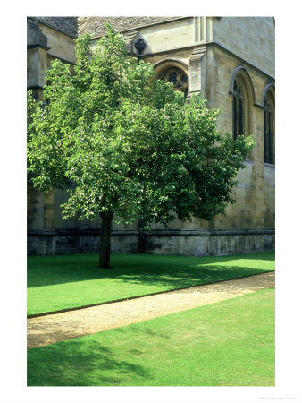 Black Mulberry, Mature Tree, Uk by Mike Slater Pricing Limited Edition Print image