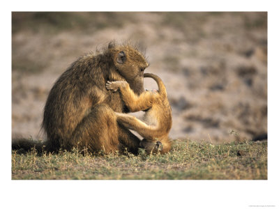 Chacma Baboon, Female Grooming Youngster, Southern Africa by Mark Hamblin Pricing Limited Edition Print image