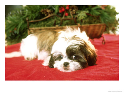 Shih-Tzu Puppy At Christmas, Usa by Alan And Sandy Carey Pricing Limited Edition Print image