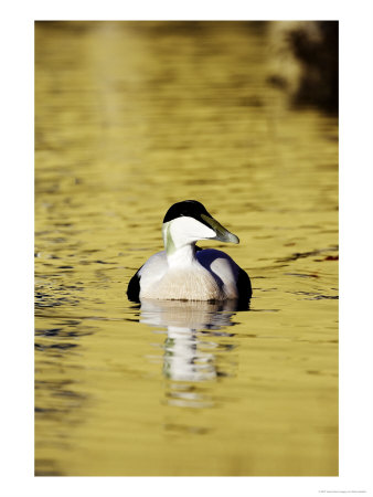 Eider, Adult Male On Water, Norway by Mark Hamblin Pricing Limited Edition Print image