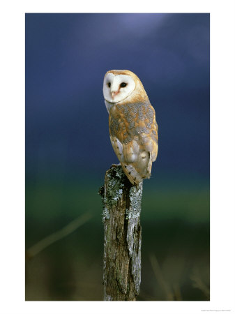 Barn Owl, Adult Perched On Post, Scotland by Mark Hamblin Pricing Limited Edition Print image