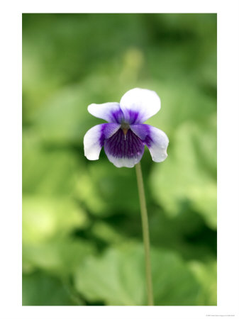 Violet, Viola Hederacea by Kidd Geoff Pricing Limited Edition Print image