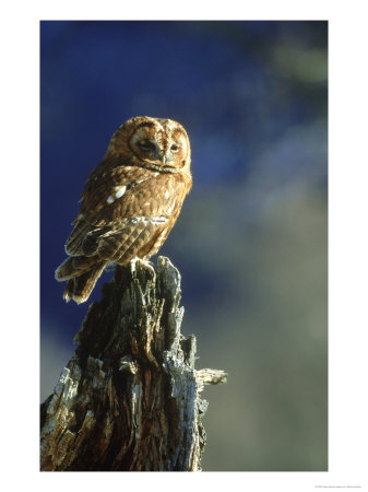 Tawny Owl, Adult Perched On Old Tree Stump, Uk by Mark Hamblin Pricing Limited Edition Print image