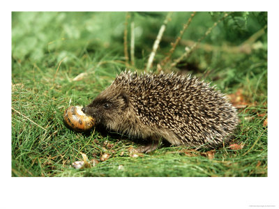 Hedgehog, Youngster Feeding On Snail, Uk by Mark Hamblin Pricing Limited Edition Print image