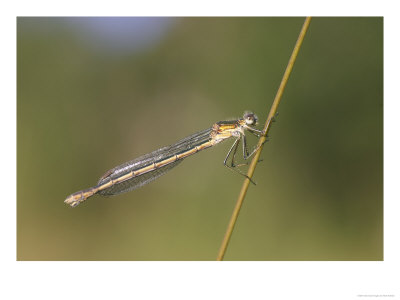 Blue-Tailed Damselfly, Female On Grass Stem, Scotland by Mark Hamblin Pricing Limited Edition Print image