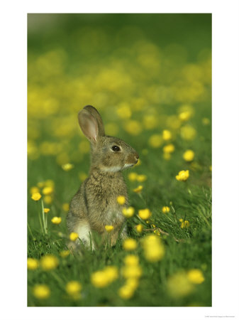 Rabbit, Adult Amongst Buttercups, Uk by Mark Hamblin Pricing Limited Edition Print image