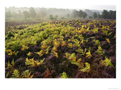 Heather And Bracken On Forest Edge In Late Summer, Scotland by Mark Hamblin Pricing Limited Edition Print image