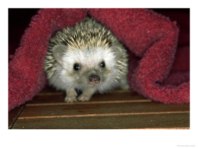 Four-Toed Hedgehog, England by Les Stocker Pricing Limited Edition Print image