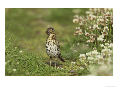 Song Thrush, Adult Searching For Earthworms, Scotland, Uk by Mark Hamblin Pricing Limited Edition Print image