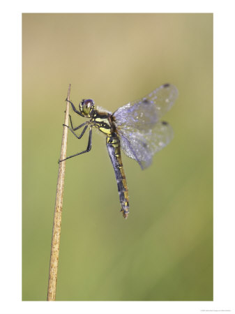 Black Darter, Female Resting On Reed Scotland by Mark Hamblin Pricing Limited Edition Print image