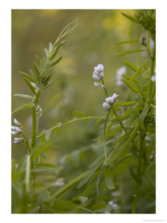 Hairy Tare In Cornfield by Bob Gibbons Pricing Limited Edition Print image