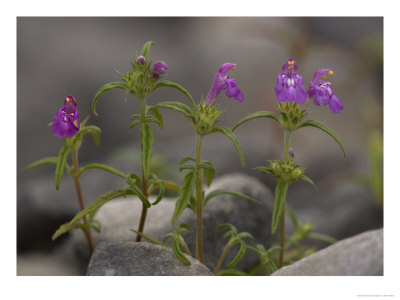 Red Hemp-Nettle, Growing On Calcareous Shingle On The Gower Peninsula, Uk by Bob Gibbons Pricing Limited Edition Print image