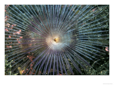 Peacock Worm, Close Up Of Feeding Fan, Scotland by Paul Kay Pricing Limited Edition Print image