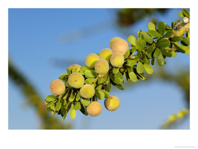 Shepards Tree Smelly Fruit, Mashatu Game Reserve, Botswana by Roger De La Harpe Pricing Limited Edition Print image