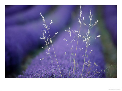 Lavender Fields In Flower, France by Berndt Fischer Pricing Limited Edition Print image