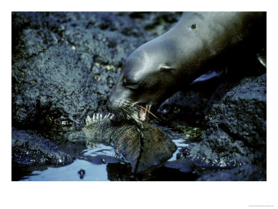 Galapagos Sea Lion, Curious Pup, Galapagos by Mark Jones Pricing Limited Edition Print image