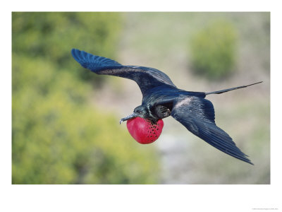 Great Frigate Bird, Male In Flight With Fully Inflated Courtship Air Balloon, Galapagos by Mark Jones Pricing Limited Edition Print image