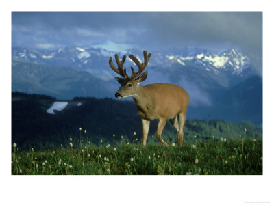 Black-Tailed Deer, Odocoileus Hemionus, Olympic National Park, Usa by Mark Hamblin Pricing Limited Edition Print image