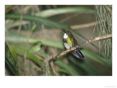 Tourmaline Sunangel, Montane Forest, Papallacta Valley, Ecuador by Mark Jones Pricing Limited Edition Print image