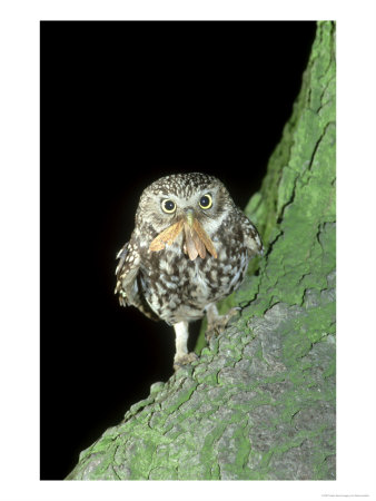 Little Owl, Perched On Tree With Moth, Uk by Mark Hamblin Pricing Limited Edition Print image