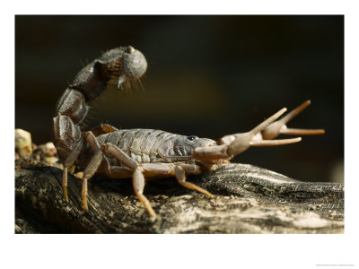 Black Hairy Thick-Tailed Scorpion, Highly Venomous, Mashatu Game Reserve, Botswana by Roger De La Harpe Pricing Limited Edition Print image