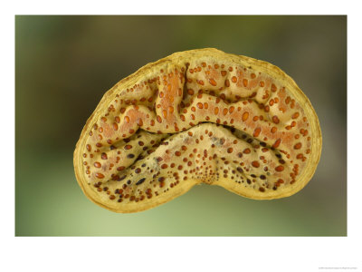 Mopane Tree Seed Kernel Said To Resemble The Human Brain, Northern Tuli Game Reserve, Botswana by Roger De La Harpe Pricing Limited Edition Print image