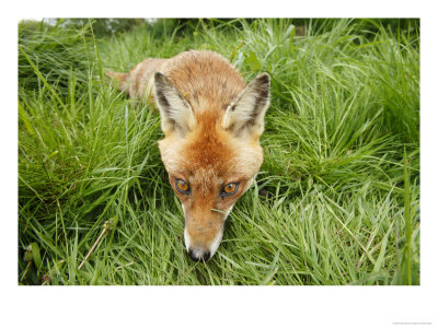 Red Fox, Close-Up Of Red Fox In Long Green Grass, Sussex, Uk by Elliott Neep Pricing Limited Edition Print image